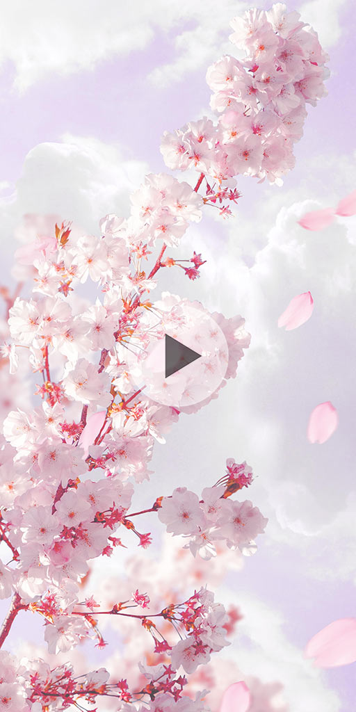 Sakura. Live wallpaper for Lenovo phones