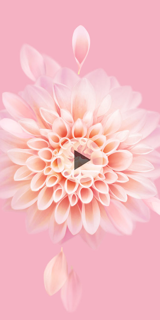 Pink flower. Live wallpaper for Xaomi phones