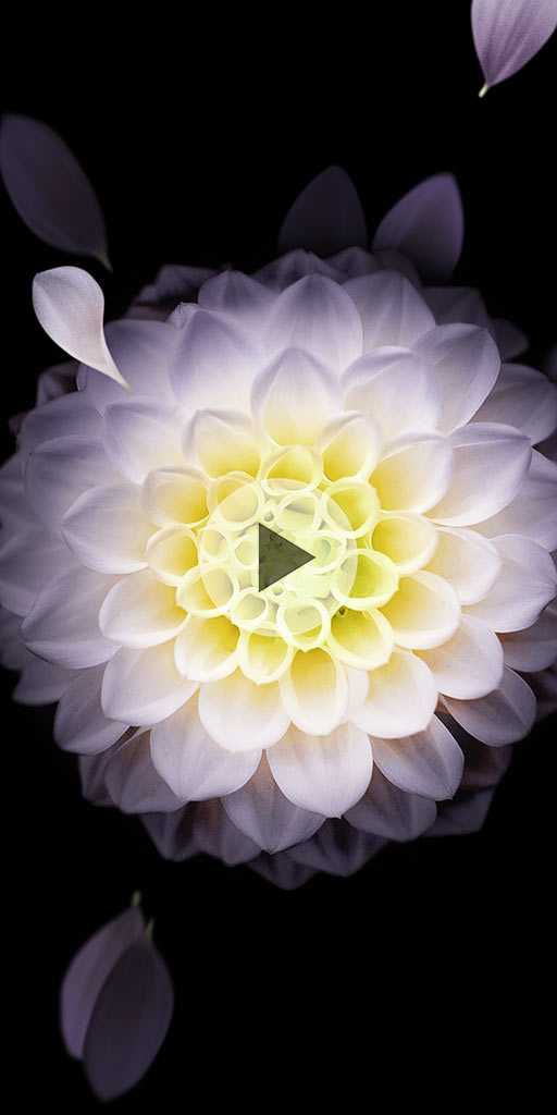 White flower. Live wallpaper for Lenovo phones
