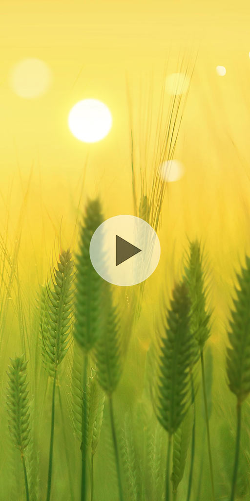 Spikelets. Live wallpaper for Android