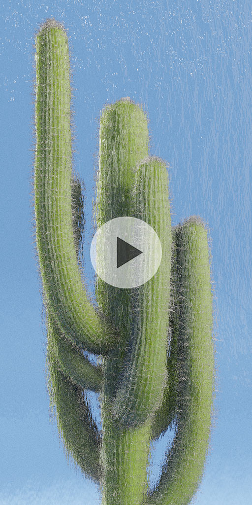 Cactus behind a wall of water. Phone wallpaper
