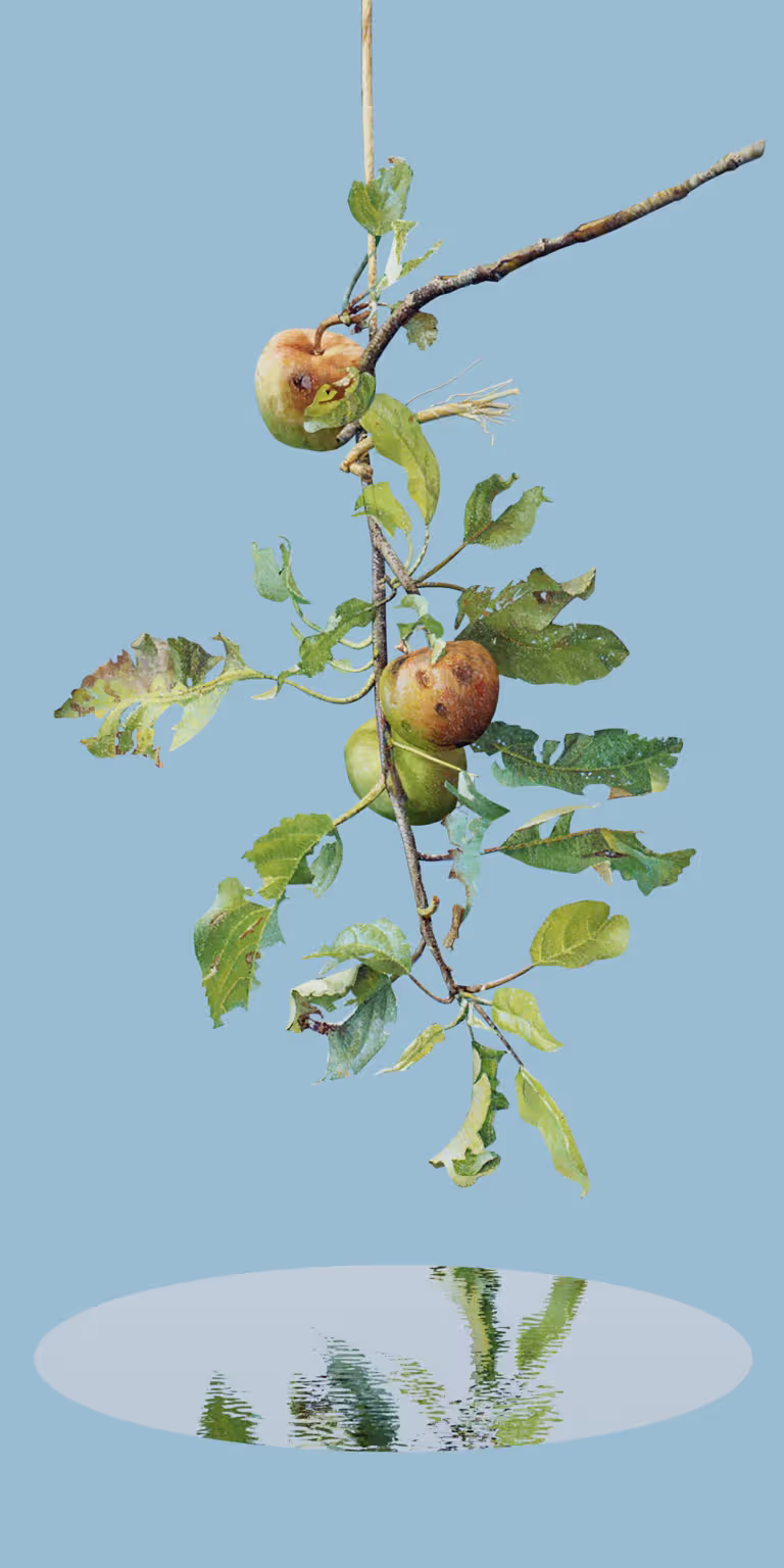 An apple tree branch sways above a puddle.