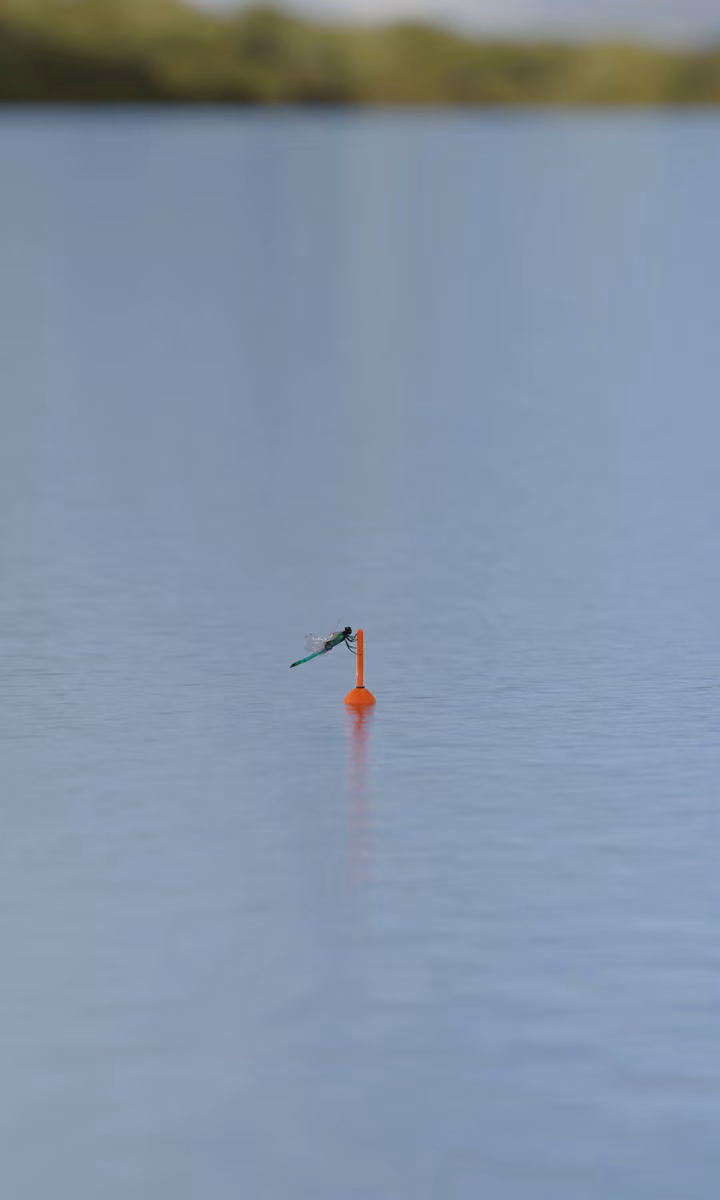 A fishing float bobs gently on calm water.