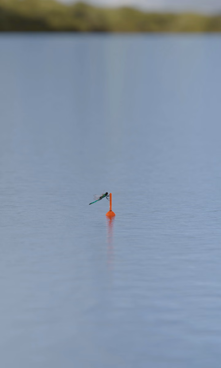 A fishing float bobs gently on calm water.