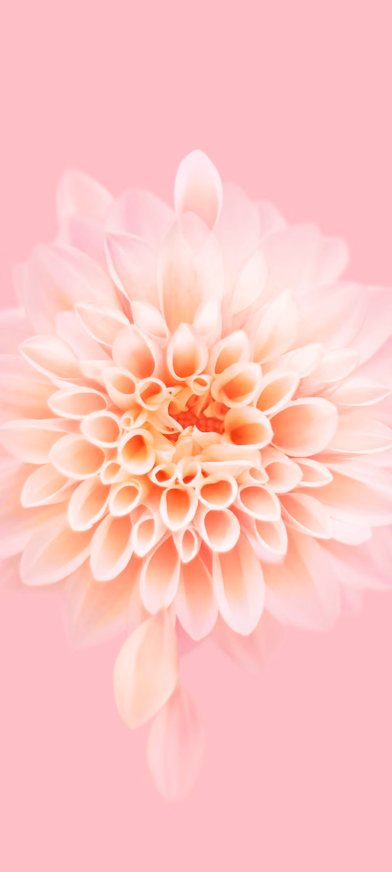 A pink flower sheds a scattering of drifting petals.