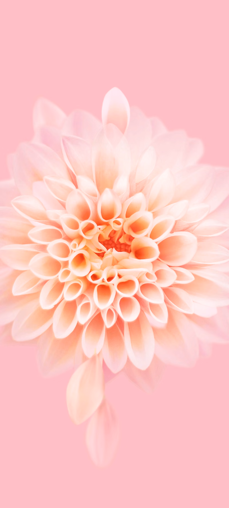 A pink flower sheds a scattering of drifting petals.
