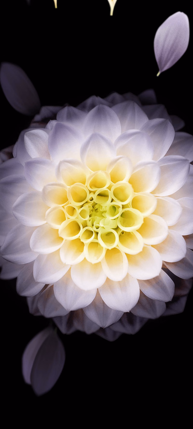 A white flower on a black background sheds drifting petals.