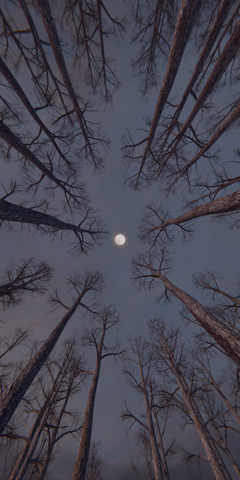 Trees sway beneath the moon in a calm, slightly mysterious night forest.