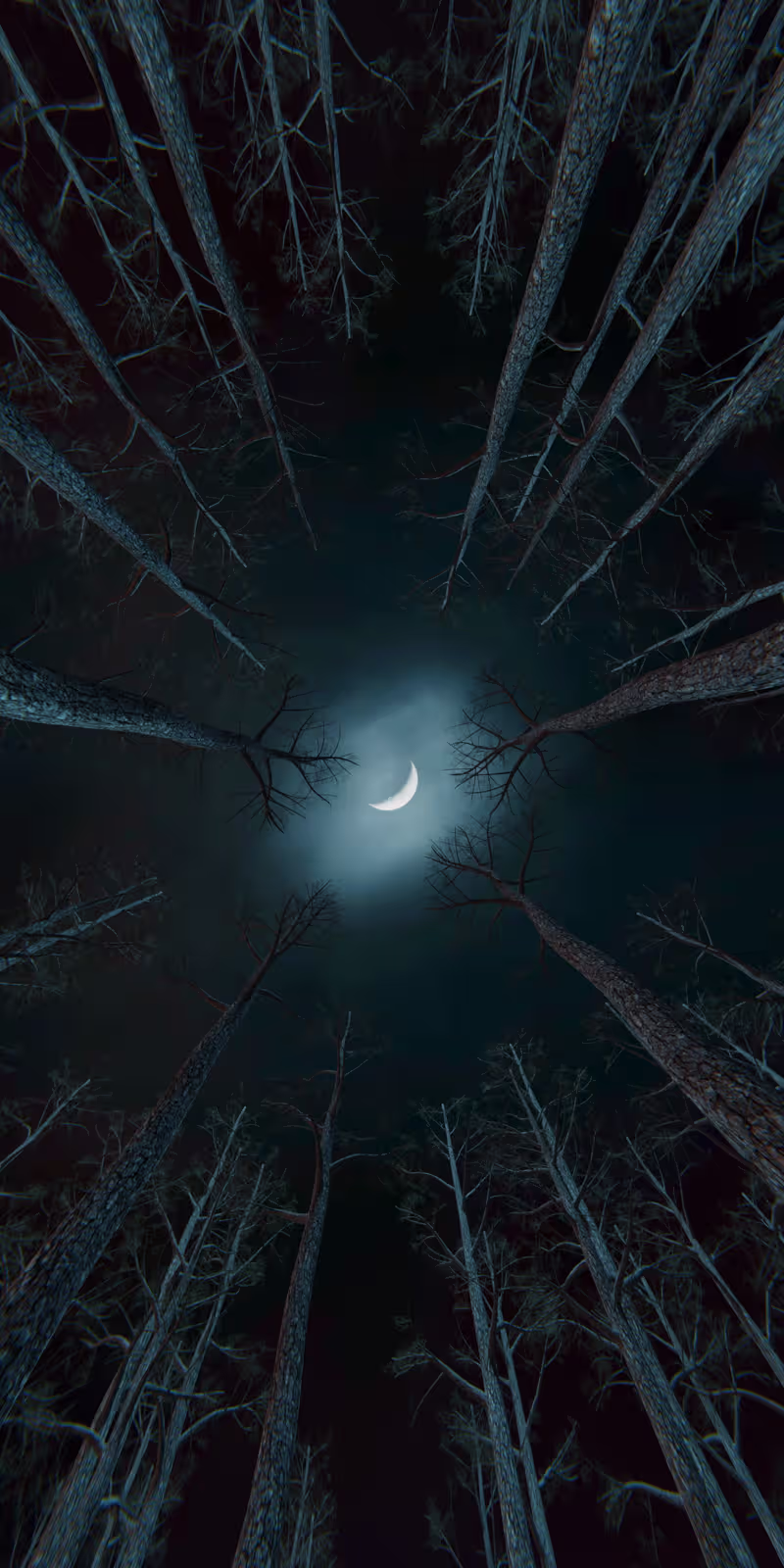 Trees sway beneath the moon in a calm, slightly mysterious night forest.
