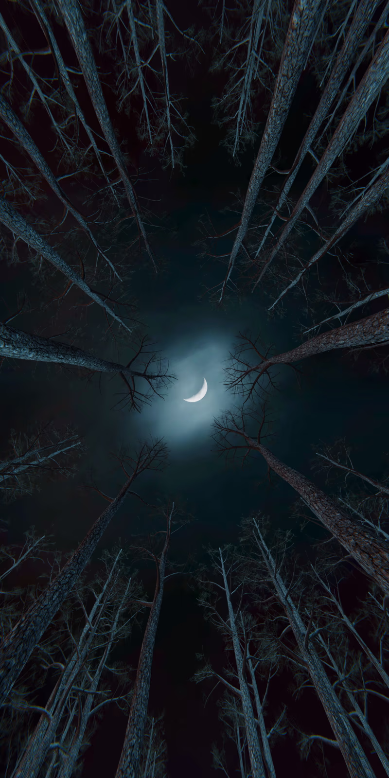Trees sway beneath the moon in a calm, slightly mysterious night forest.