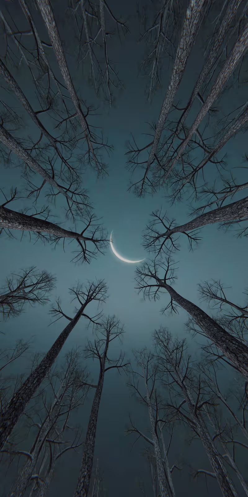 Trees sway beneath the moon in a calm, slightly mysterious night forest.