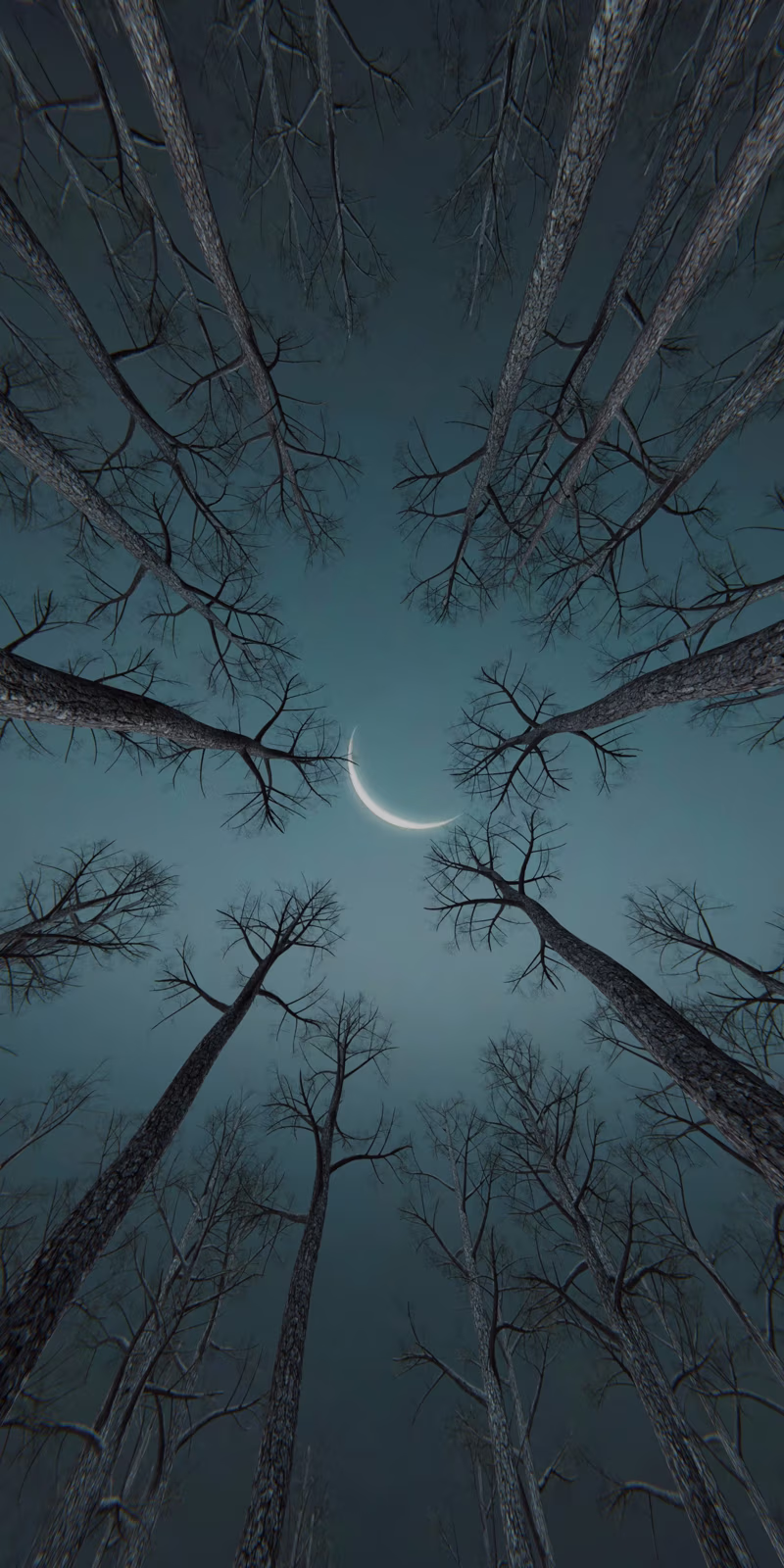 Trees sway beneath the moon in a calm, slightly mysterious night forest.