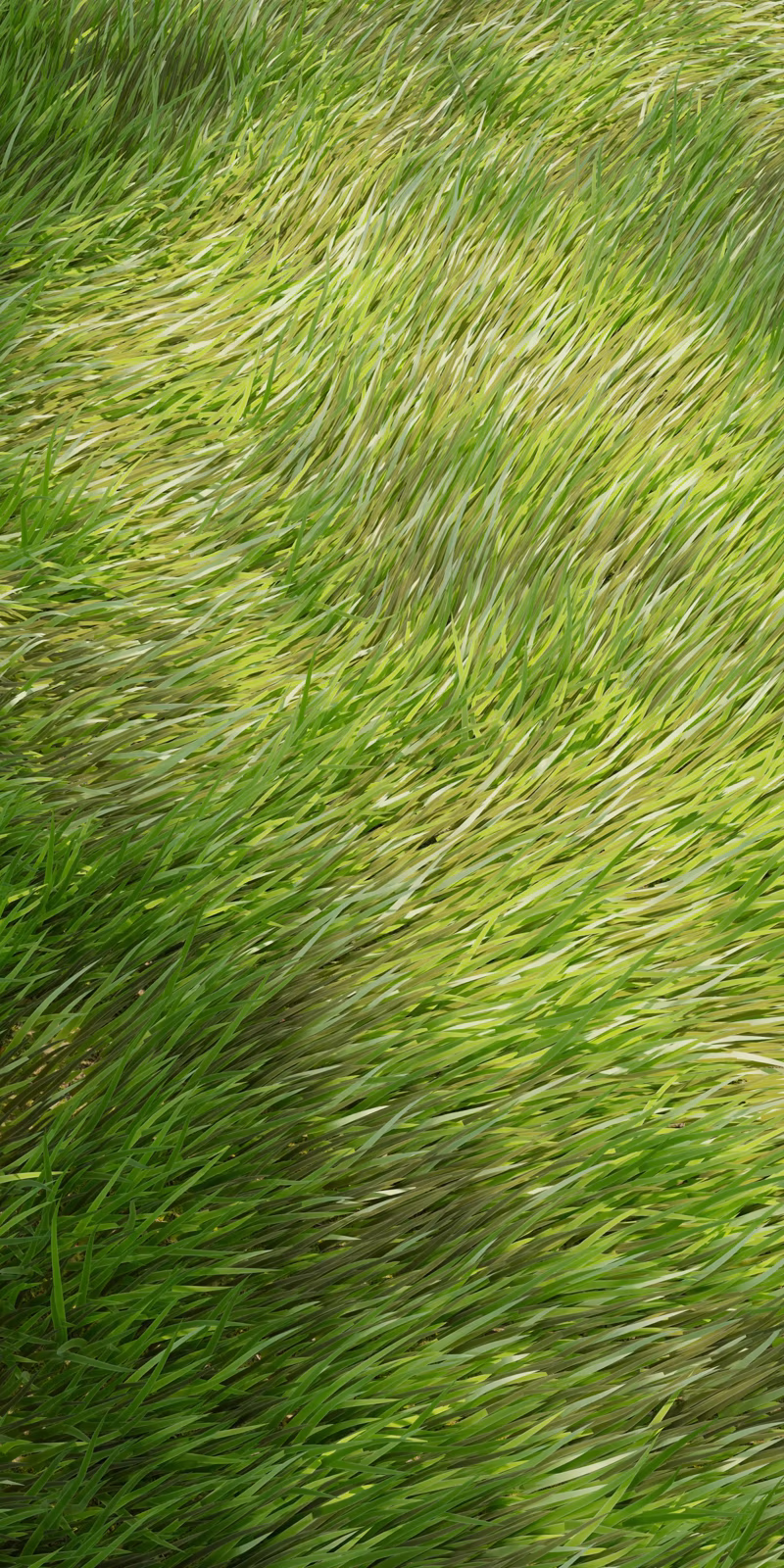 Green blades of grass sway in the wind.