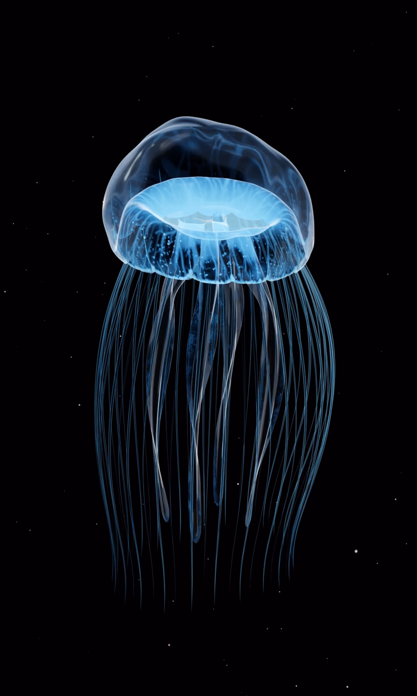 Jellyfish swims in the depths of the sea.
