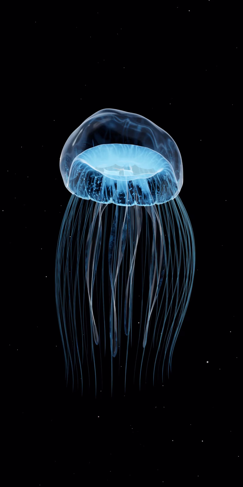 Jellyfish swims in the depths of the sea.