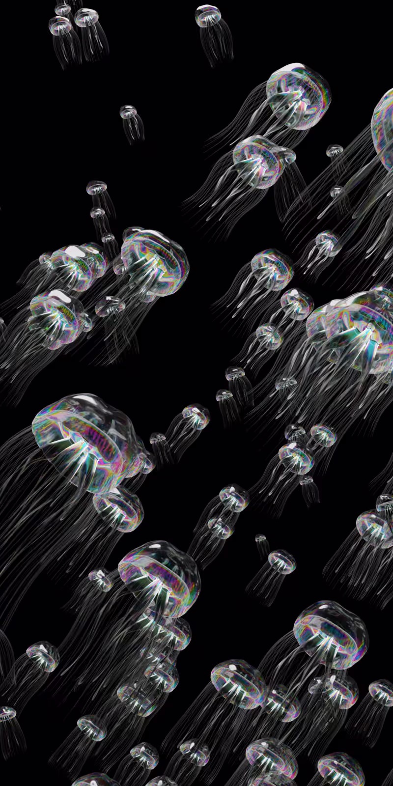 A flock of jellyfish shimmers with rainbow colors.