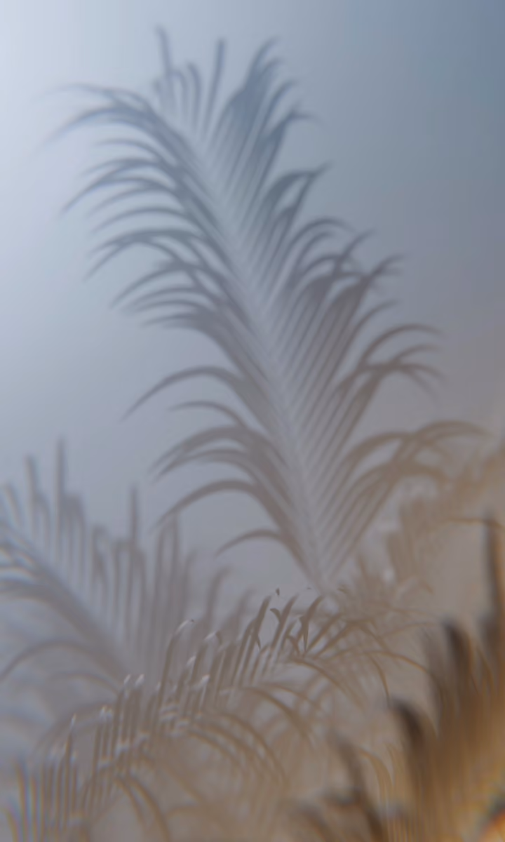 Palm fronds sway gently behind a veil of fog.