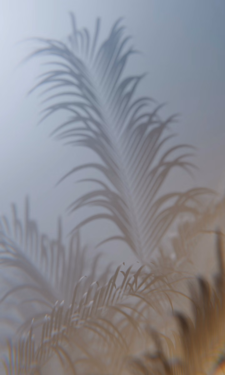 Palm fronds sway gently behind a veil of fog.