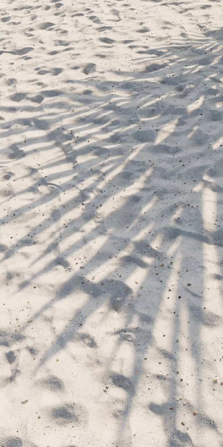 Palm tree shadow. Beach. Shadow movement.