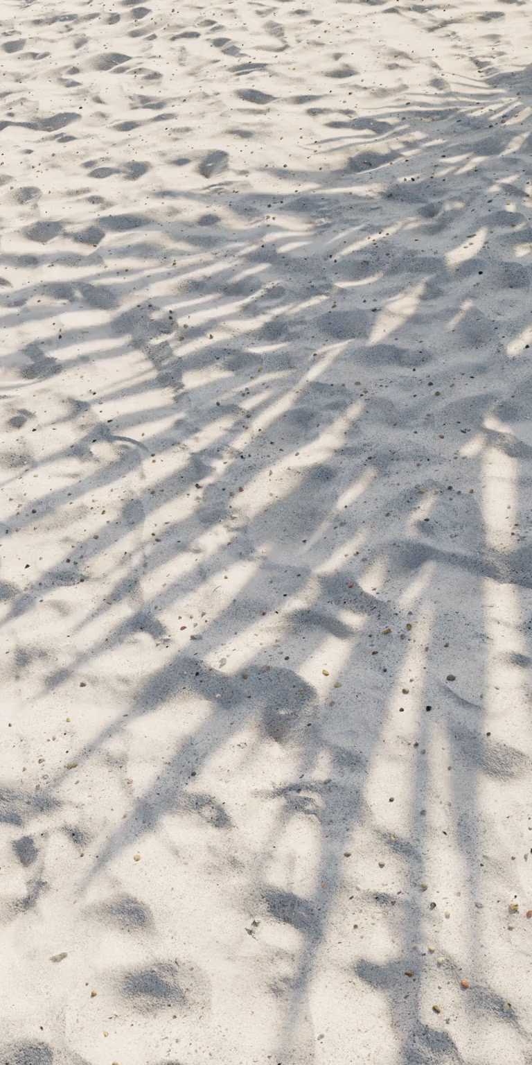 Palm tree shadow. Beach. Shadow movement.