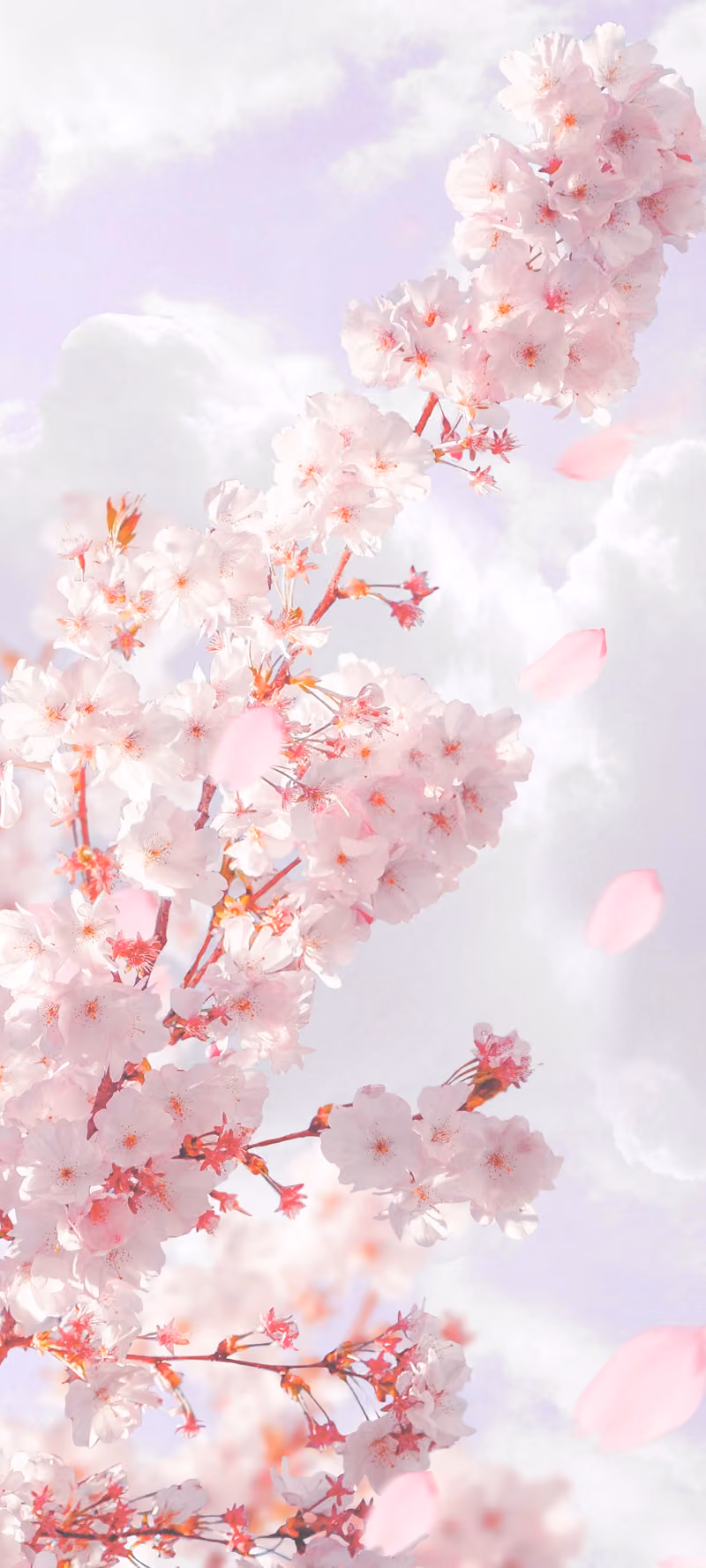 A branch of cherry blossoms swaying in the wind.