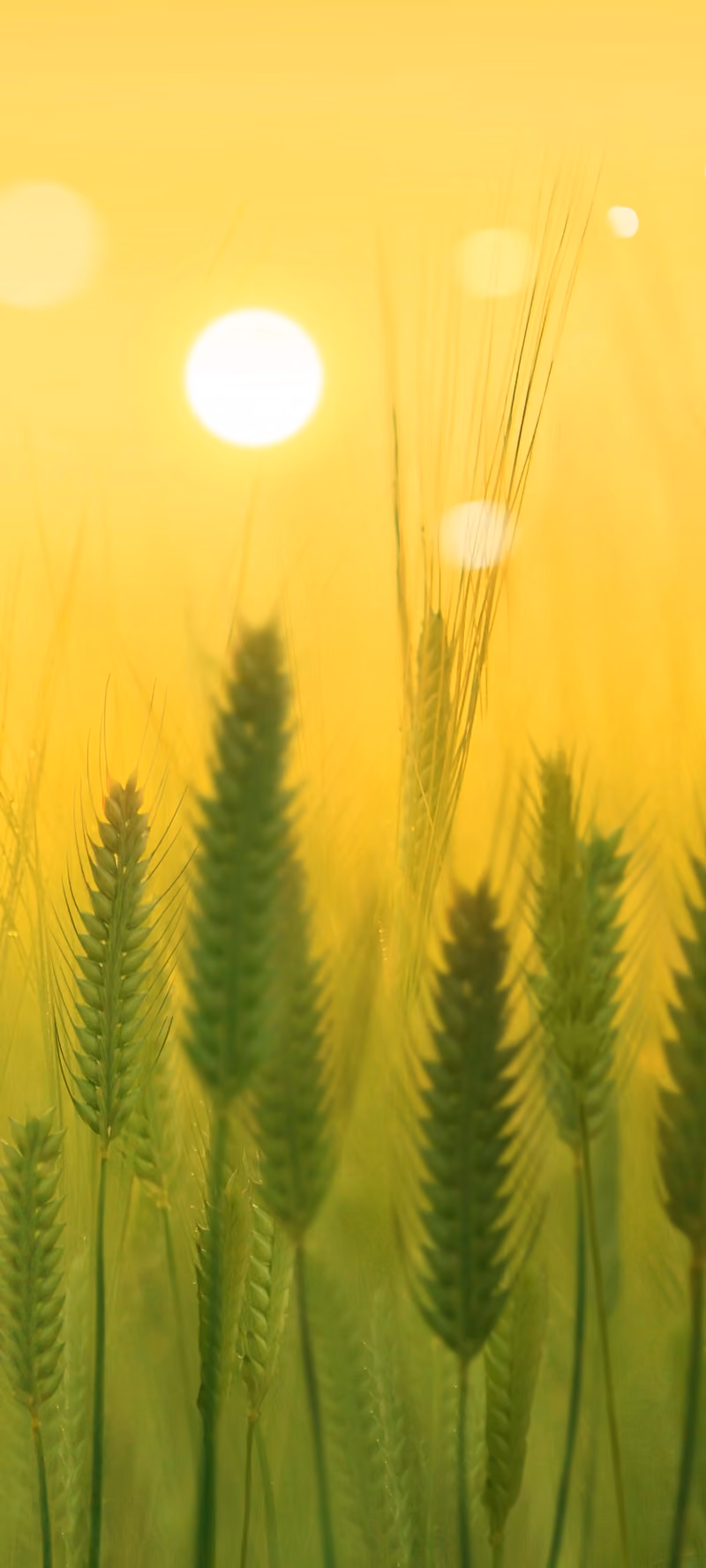 Spikelets sway in the wind.