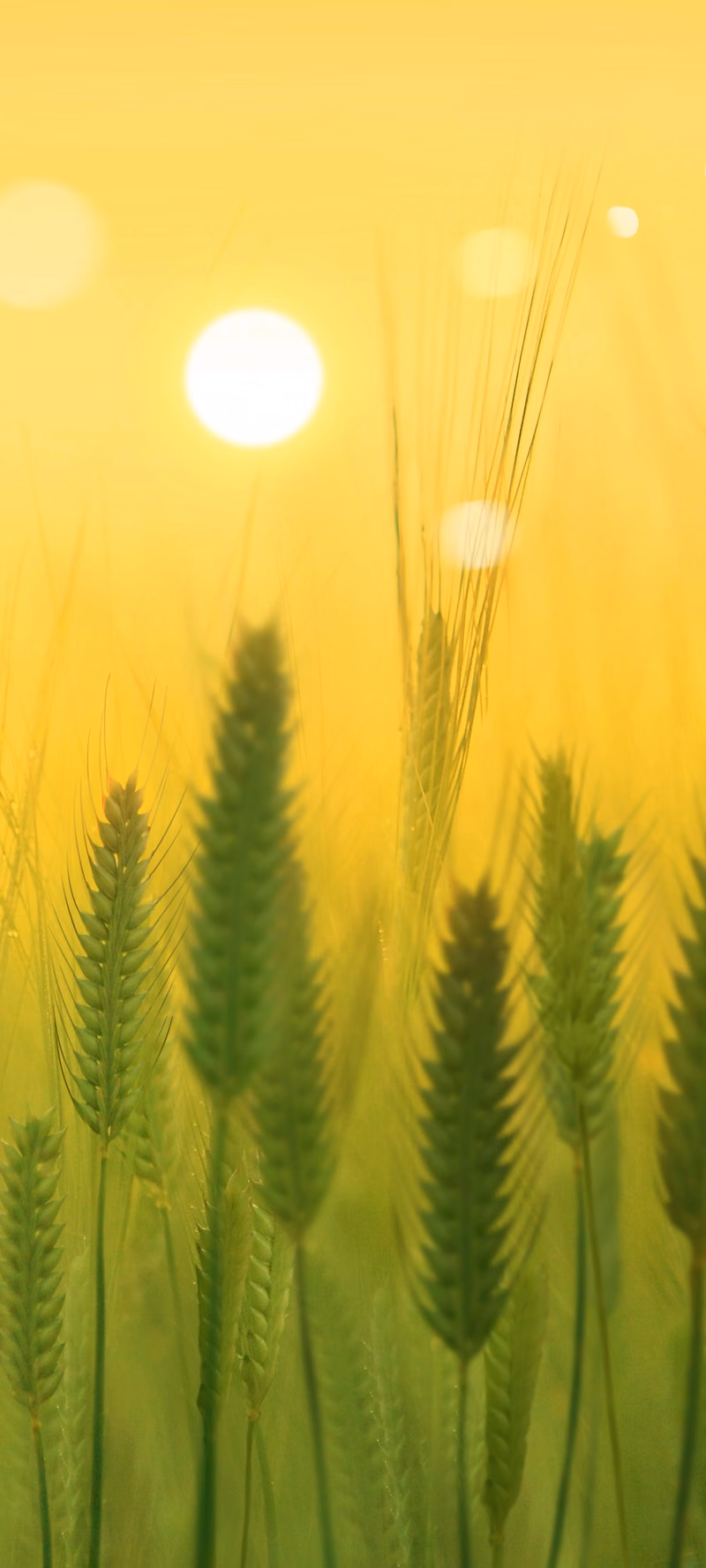 Spikelets sway in the wind.