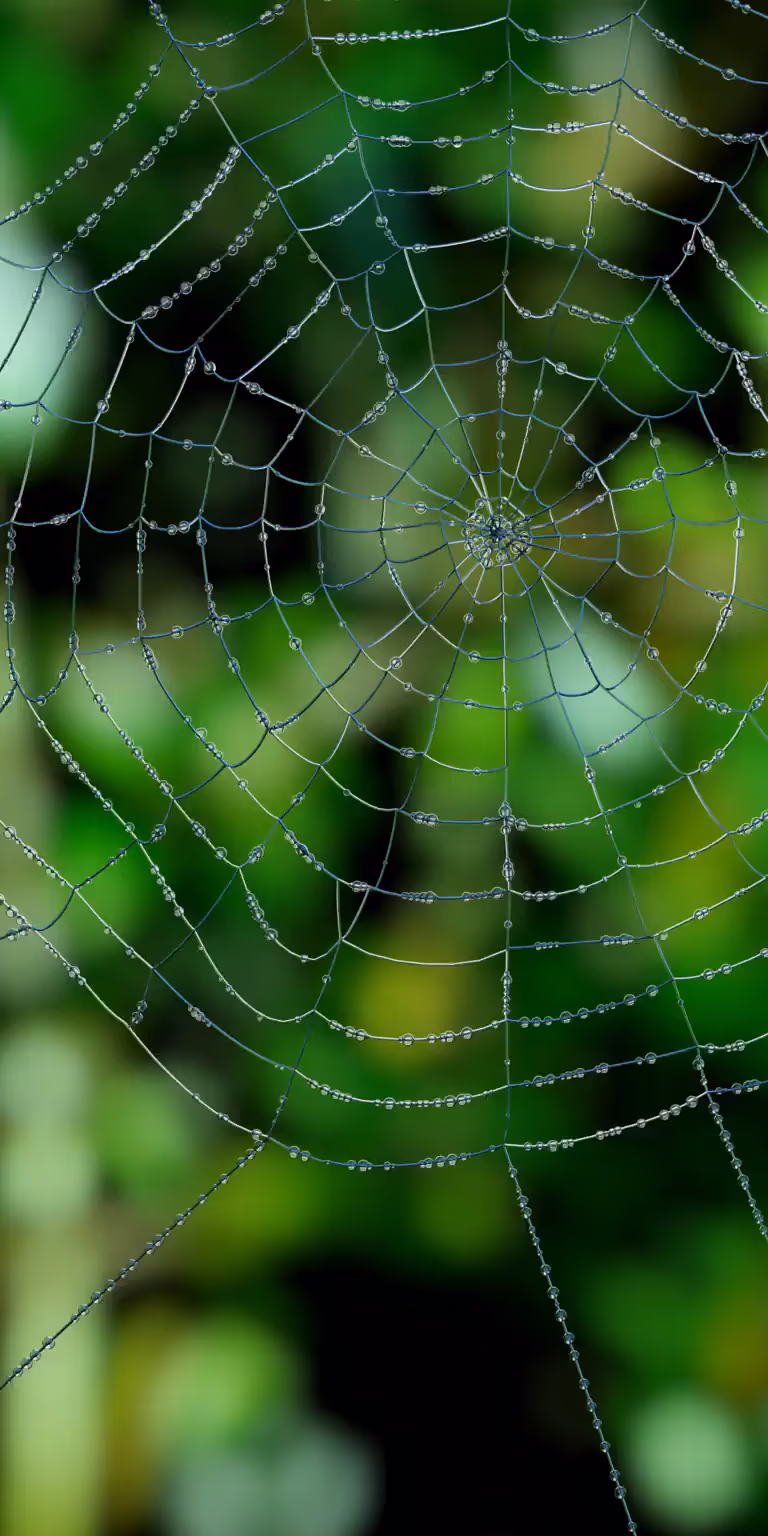 Water droplets slide along a spiderweb.